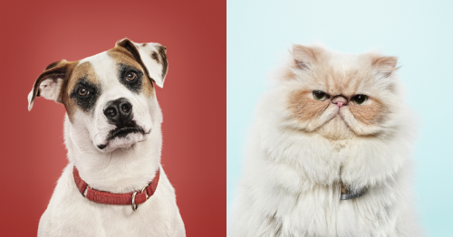 Catlady oder Doglord? Unsere Typologie verrät es – plus: Geschenke für Hund & Katze