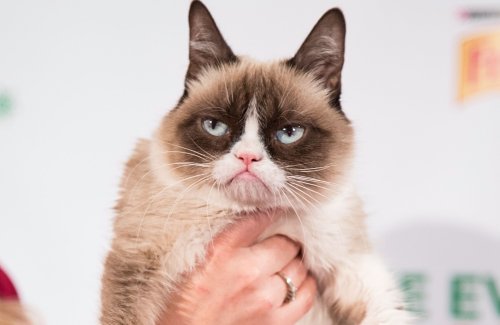 Pourquoi tant de haine ? Bernard-Pierre Molin démonte le mythe du chat-roi