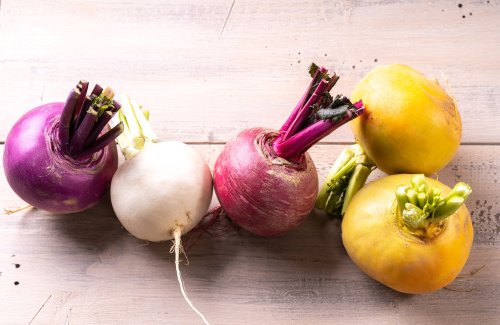Cultiver les navets du printemps à l’hiver
