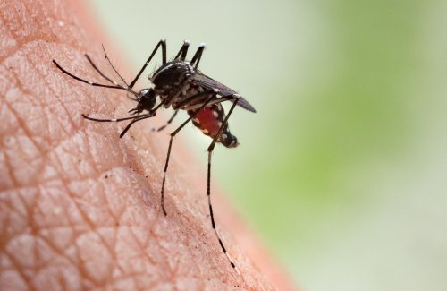 Moustiques : des scientifiques affirment avoir trouvé un moyen pour éviter les piqûres
