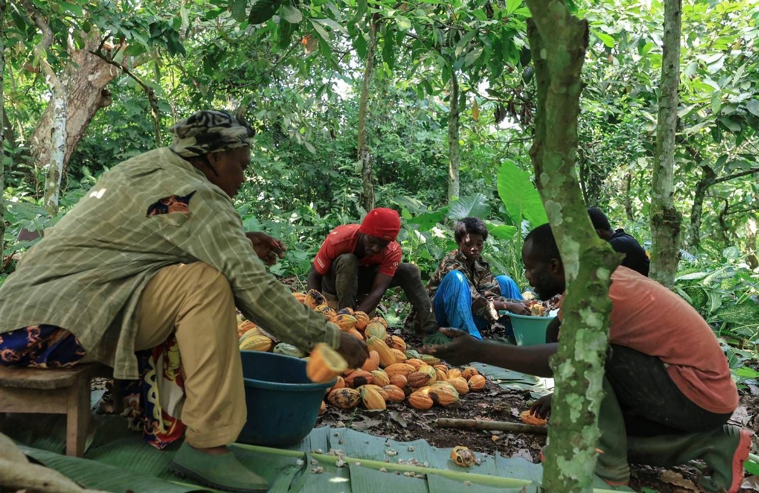 Cacao, café, vanille… ces aliments importés en France à l’origine de la destruction de l’environnement et de l’exploitation des populations locales