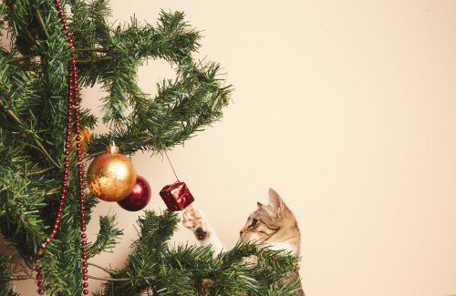 Nos conseils pour empêcher son chat de détruire le sapin de Noël