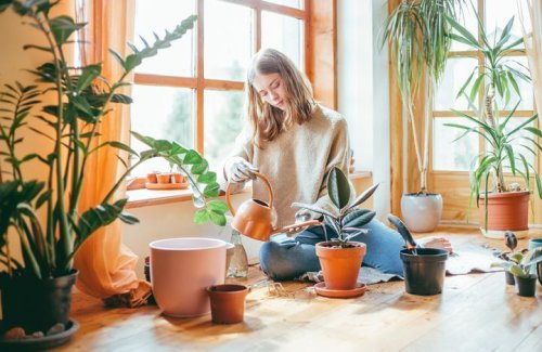 5 gestes pour des plantes en bonne santé