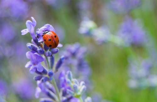 Comment accueillir les coccinelles dans son jardin ?