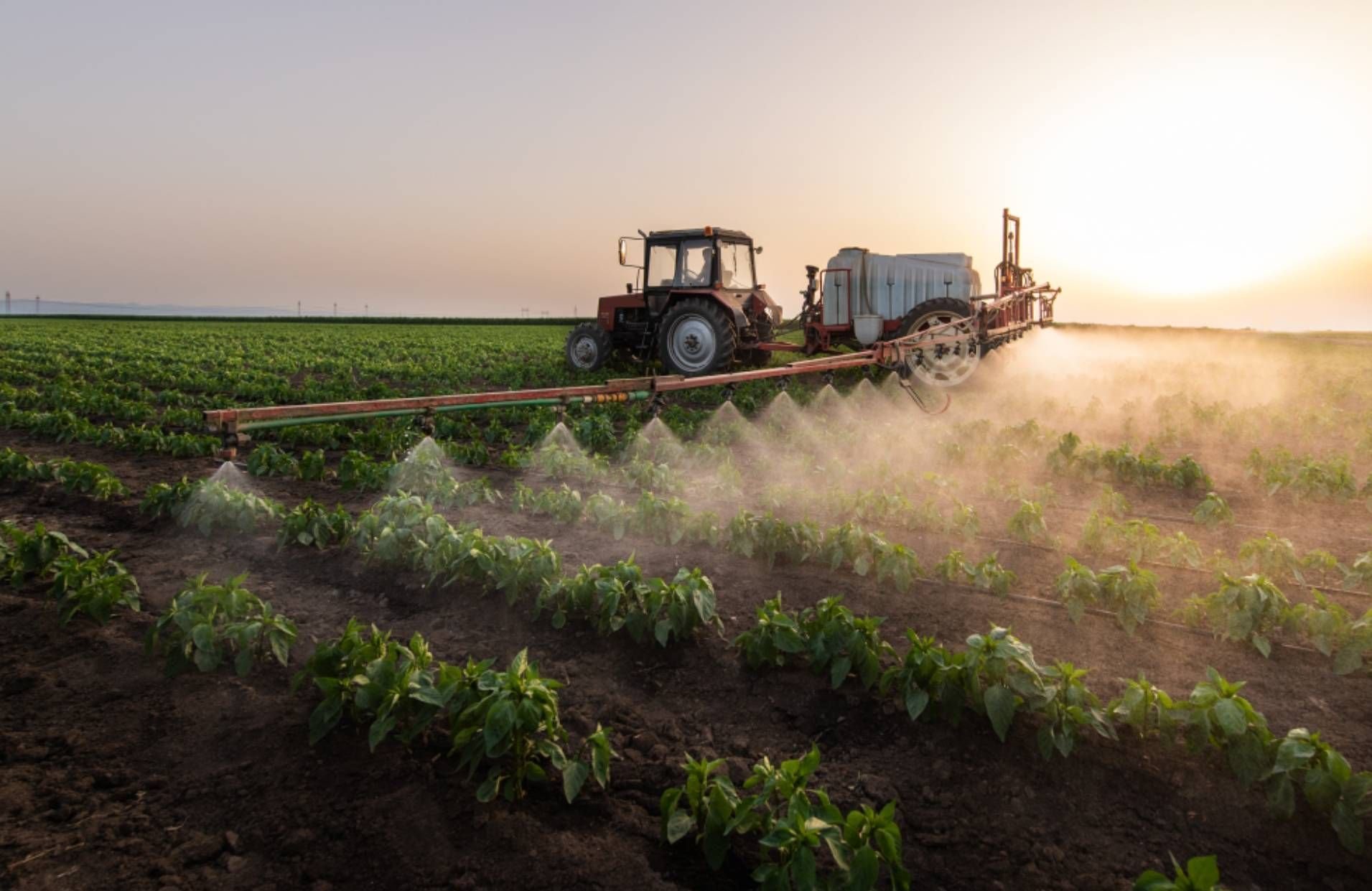 Qu’est-ce que l’acétamipride, ce pesticide dangereux que le Parlement veut réautoriser ?