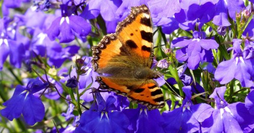 Special consideration needed for butterfly gardens