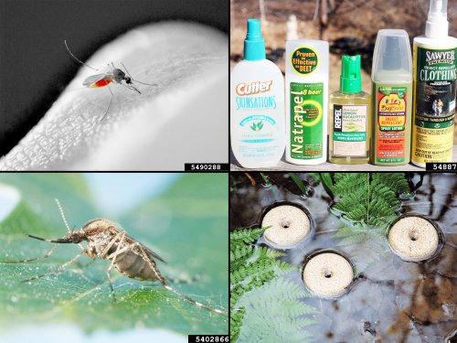 YCCHS warns of virus-carrying mosquitoes during monsoon season