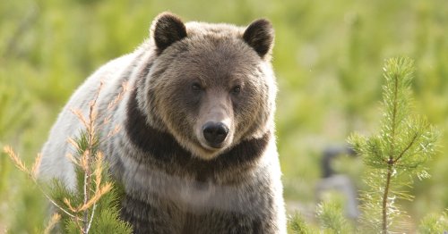 Grizzlies, tourists on collision course in bear country