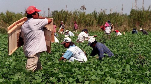 Employers lose migrant workers fleeing Florida’s draconian law. Feel better now? | Opinion
