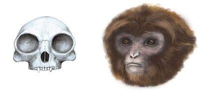 La historia evolutiva de simios y monos se reescribe en Cataluña