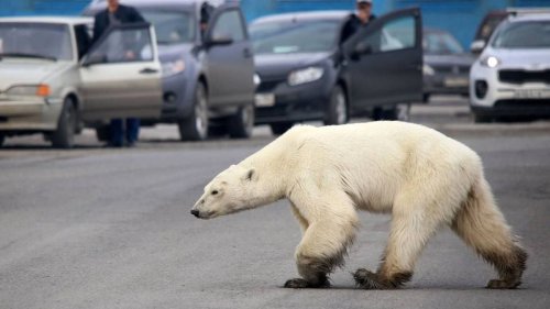 Hallado un oso polar hambriento en una ciudad rusa a 800 kilómetros de su hábitat natural