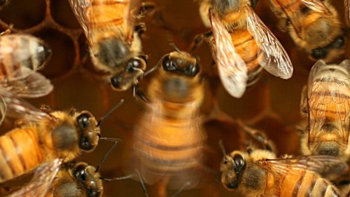 Las abejas aprenden a bailar viendo cómo danzan sus mayores