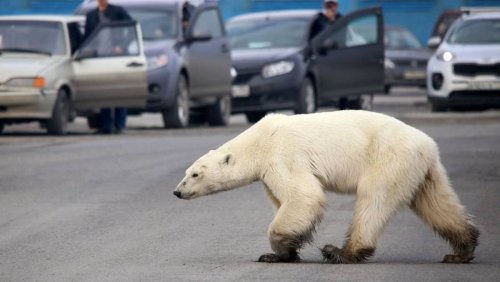 Hallado un oso polar hambriento en una ciudad rusa a 800 kilómetros de su hábitat natural