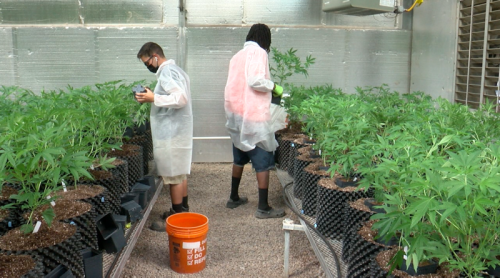 Farmers, dispensaries rush to prepare for legal recreational marijuana sales in New Mexico - El Paso Matters