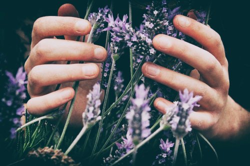 ¿Qué Hierbas Puedo Mezclar con Marihuana? ¿Qué Efectos Tienen?