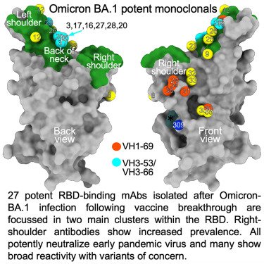 Potent cross-reactive antibodies following Omicron breakthrough in vaccinees