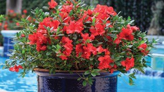 Encore® Azaleas in Containers – Helpful Ideas to Create the Best Show