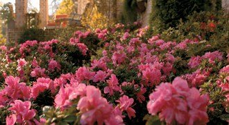 Landscaping with Encore® Azaleas