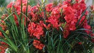 Grasses: Perfect Planting Companions for Encore® Azaleas on the West Coast