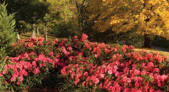 Falling for Azaleas: Tips for decorating with Encore® Azaleas this fall