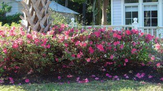 Create Enticing Garden Settings With Intermediate Encore® Azaleas