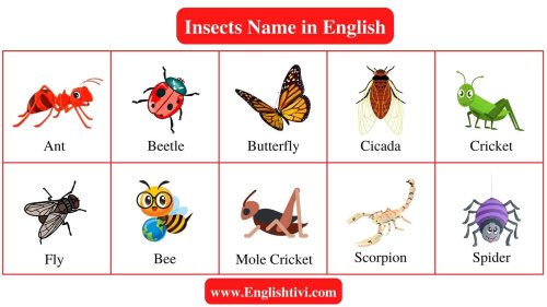 Insect Names: List of Insects Name in English with Pictures