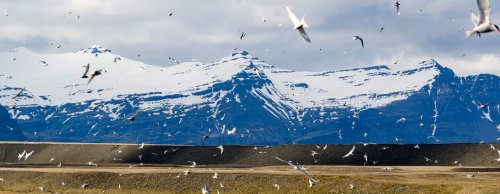 Climate change threatens winged harbinger of spring