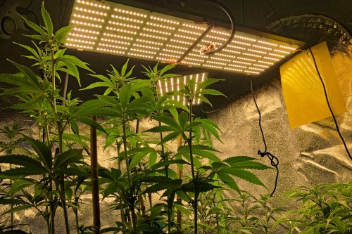 Why It's So Hard to Cultivate Indoor Premium Cannabis on a Large Scale
