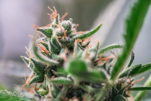 Why You Should Choose Your Cannabis by Terpenes, Not Highest THC Levels