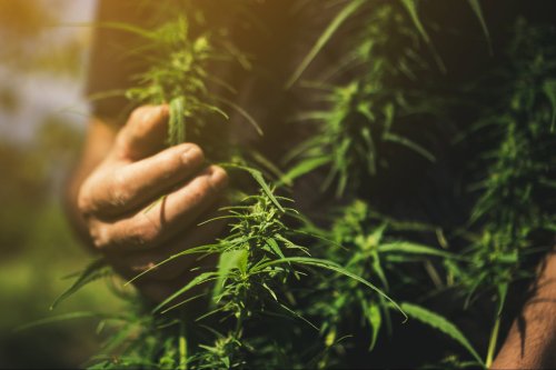 People Want Eco-Conscious Cannabis, So Why Can't Growers Get It Right?
