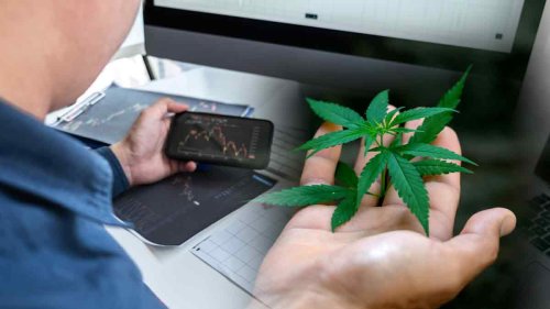 Top Pot Stocks To Buy Now? 3 For Your List In July 2022