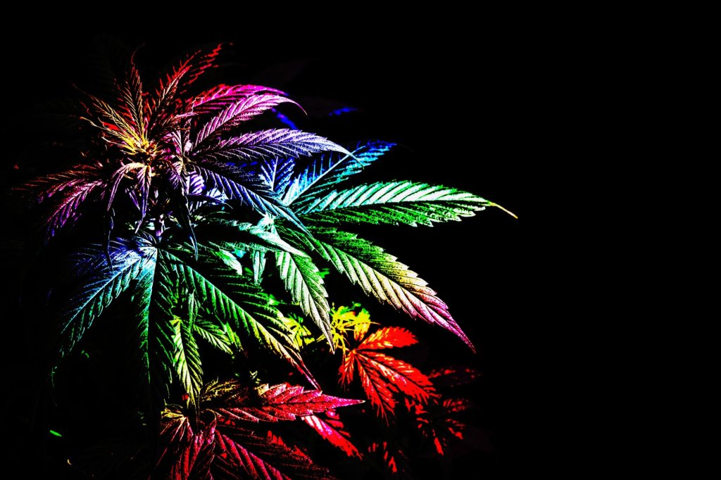 Medical marijuana - cover