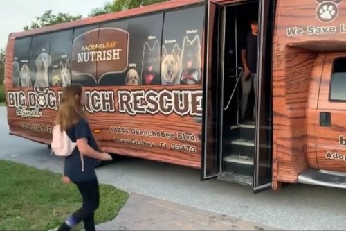 How a Florida Rescue Is Helping Animals After Hurricane Ian