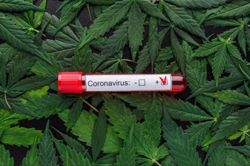 Cannabis Knocked Down the Severity of COVID-19 For Millions Worldwide