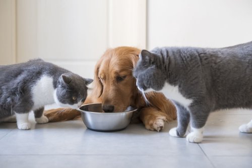 Biotech Startups Pounce on Cultured Pet Food