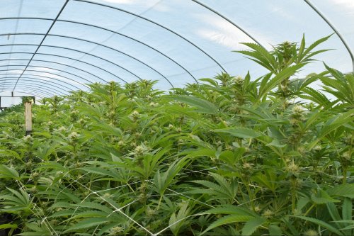 Can the World's Largest Cannabis Greenhouse Also Be the Most Sustainable?