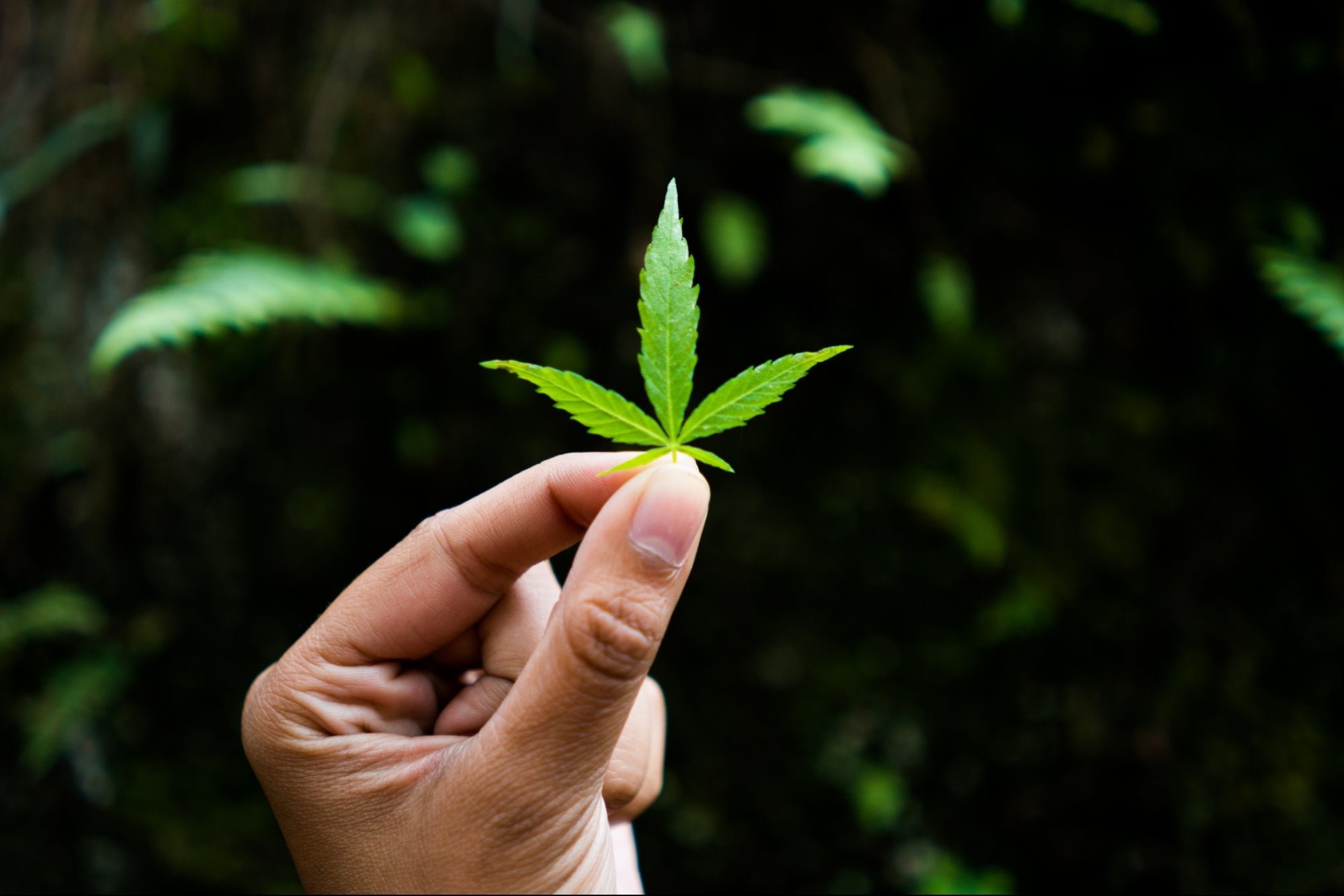 How to Seamlessly Transfer Your Skill-Set to the Cannabis Industry