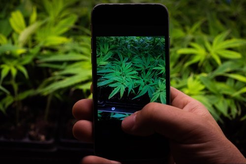 How Instagram Influencers Are Making Cannabis Culture More Mainstream