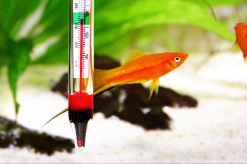 A Casino Gets Hacked Through a Fish-Tank Thermometer