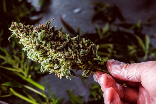 The Hottest Cannabinoids and Terpenes You Need to Know About