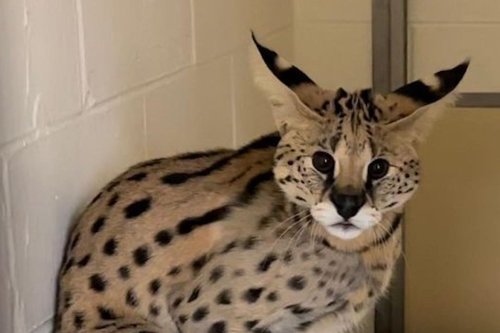 The 'Cocaine Cat' Is Recovering at Cincinnati Zoo | Entrepreneur ...