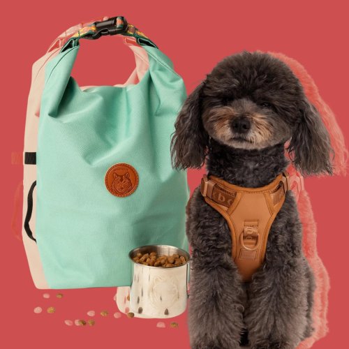 Traveling With Your Pet? Here Are the Must-Have Travel Essentials for a Purrfectly Smooth Trip