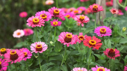35 Flowers That Will Thrive in Sandy Soil