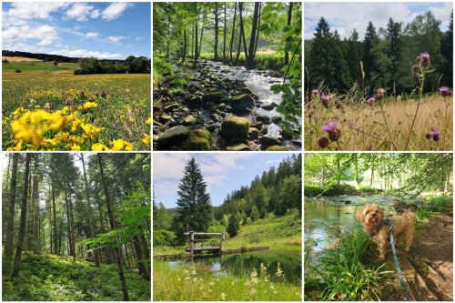 Mein Monatsrückblick: Juli 2023 – Wandersommer im Schwarzwald