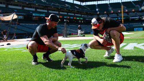 Puppies join Orioles players, broadcasters ahead of Tuesday's game