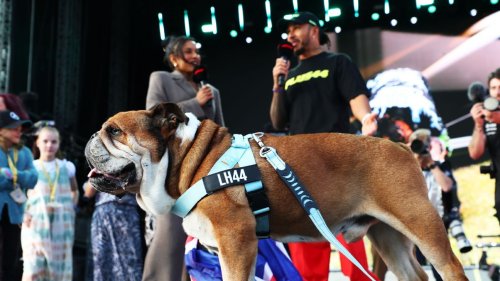 Lewis Hamilton concerned for health of bulldog Roscoe