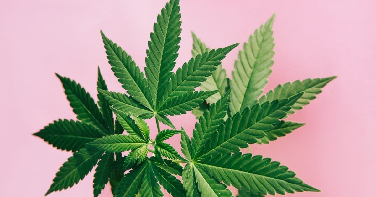 Cannabis Legalisierung cover image