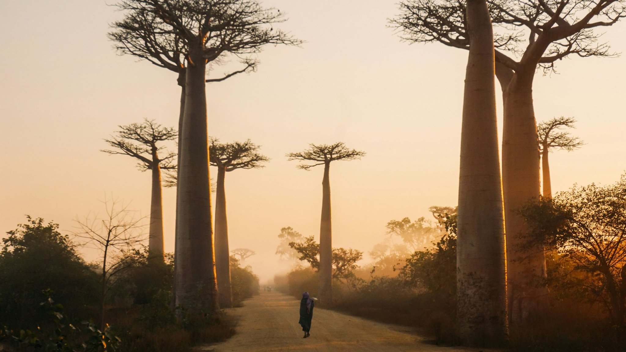 Reise cover image