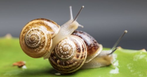 Warum alle Paare jetzt den Schnecken-Sex ausprobieren!