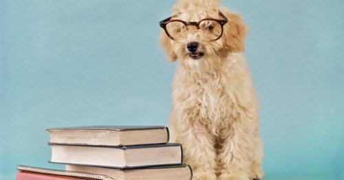 Intelligente Bücher: 10 gute Bücher, die Sie schlauer machen